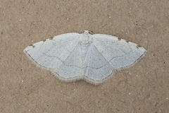 Stegania trimaculata