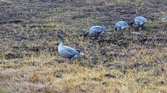Anser brachyrhynchus