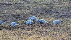 Anser brachyrhynchus