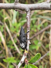 Capnodis tenebrionis
