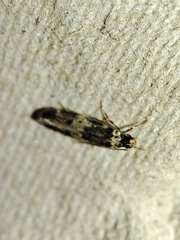 Oegoconia