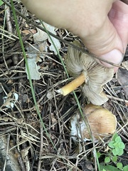 Russula foetens