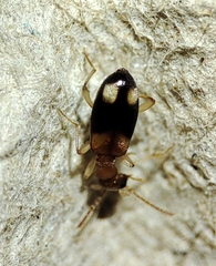 Anthicidae