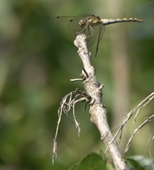 Sympetrum striolatum