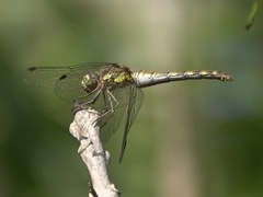 Sympetrum striolatum