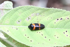 Cosmoscarta abdominalis