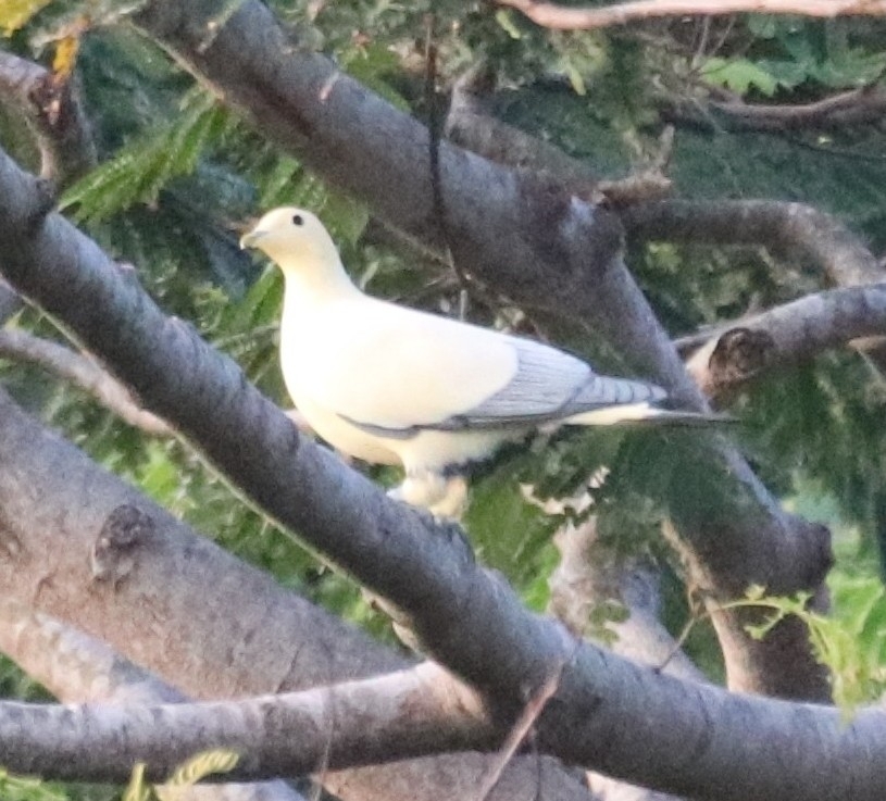 Silver-tipped Imperial Pigeon (Ducula luctuosa), photo 2