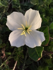 Oenothera acaulis