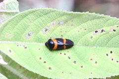 Cosmoscarta abdominalis