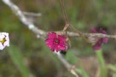 Silene ornata