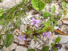 Gentianella germanica