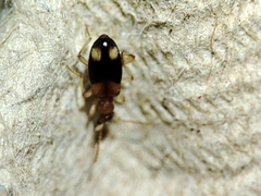 Anthicidae