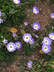 Nolana paradoxa