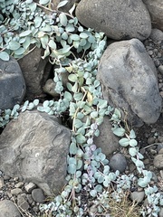 Mertensia maritima