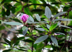 Melastoma