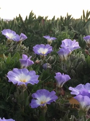Nolana paradoxa