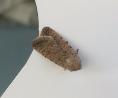 Caradrina
