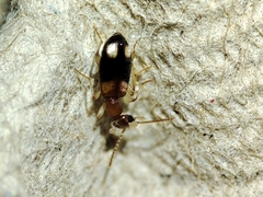 Anthicidae
