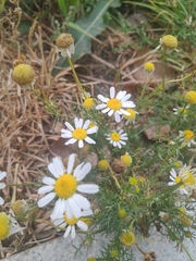 Tripleurospermum inodorum