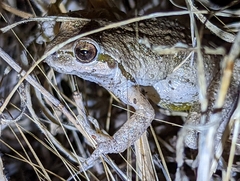 Pseudacris hypochondriaca