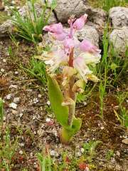Lachenalia pallida