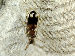 Anthicidae