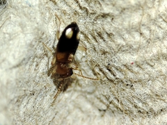Anthicidae