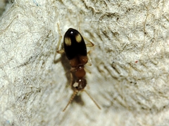 Anthicidae