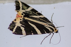 Euplagia quadripunctaria