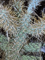 Cylindropuntia prolifera
