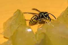 Vespula