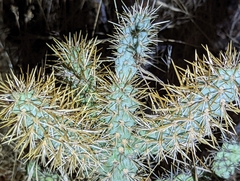 Cylindropuntia prolifera