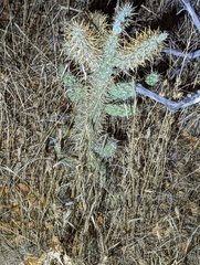 Cylindropuntia prolifera