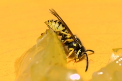 Vespula