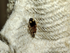 Anthicidae