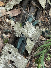 Chlorociboria aeruginascens