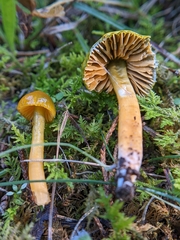 Gliophorus