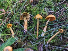 Gliophorus