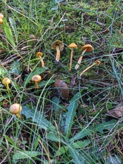 Gliophorus