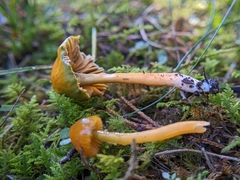 Gliophorus
