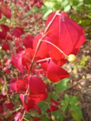 Euonymus europaeus