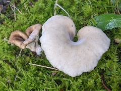 Hohenbuehelia petaloides