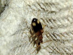 Anthicidae