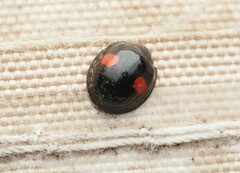 Chilocorus renipustulatus