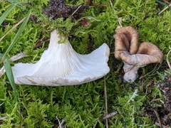 Hohenbuehelia petaloides