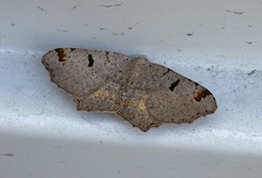 Dissomorphia australiaria