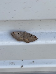 Dissomorphia australiaria