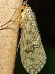 Halesus