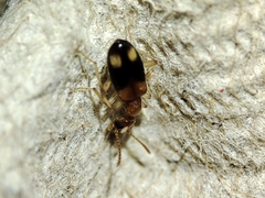 Anthicidae