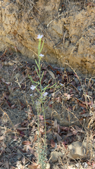 Epilobium brachycarpum